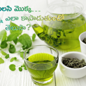 Read more about the article ఇంట్లో చిన్న గిన్నెలో పెంచే తులసి మొక్క… మన ఆరోగ్యాన్ని ఎలా కాపాడుతుందో తెలుసా?