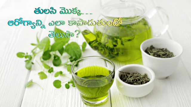 You are currently viewing ఇంట్లో చిన్న గిన్నెలో పెంచే తులసి మొక్క… మన ఆరోగ్యాన్ని ఎలా కాపాడుతుందో తెలుసా?