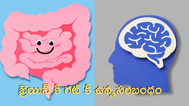 You are currently viewing గట్-బ్రెయిన్ యాక్సిస్ రహస్యం: మీ పొట్టే మెదడు & చర్మానికి ‘మాస్టర్ కీ’! – శాస్త్రీయ పరిశోధనలు ఏం చెబుతున్నాయి?