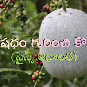 Read more about the article బూడిద గుమ్మడికాయ: దీన్ని ‘దివ్య ఔషధం’ అని ఎందుకు అంటారు? – బరువు తగ్గడం నుండి మెదడు ప్రశాంతత వరకు 9 అద్భుత ప్రయోజనాలు!