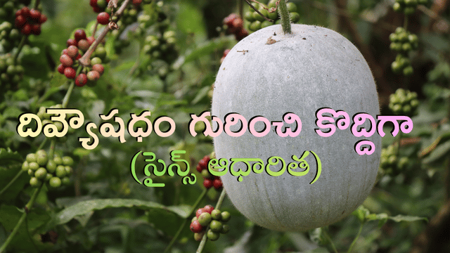 You are currently viewing బూడిద గుమ్మడికాయ: దీన్ని ‘దివ్య ఔషధం’ అని ఎందుకు అంటారు? – బరువు తగ్గడం నుండి మెదడు ప్రశాంతత వరకు 9 అద్భుత ప్రయోజనాలు!